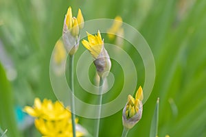 Yellow garlic Allium moly Jeannine, budding flower